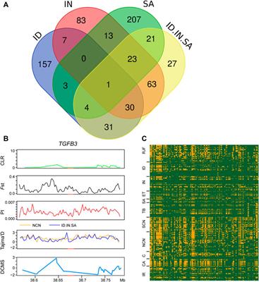 Genomic Analyses for Selective Signatures and Genes Involved in Hot Adaptation Among Indigenous Chickens From Different Tropical Climate Regions